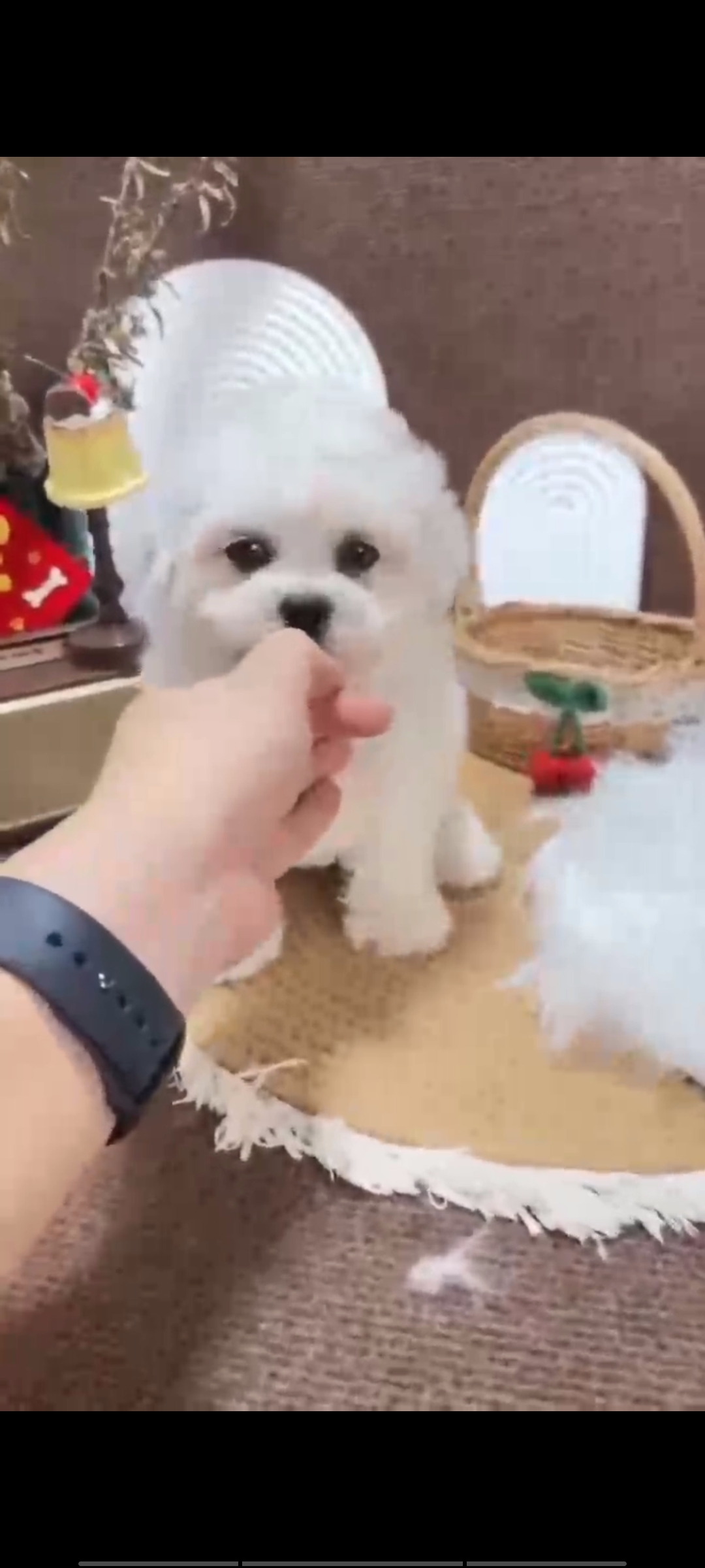 精品比熊,两针疫苗